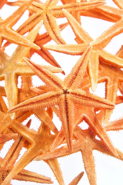 Starfishes isolated on white background — Stock Photo, Image
