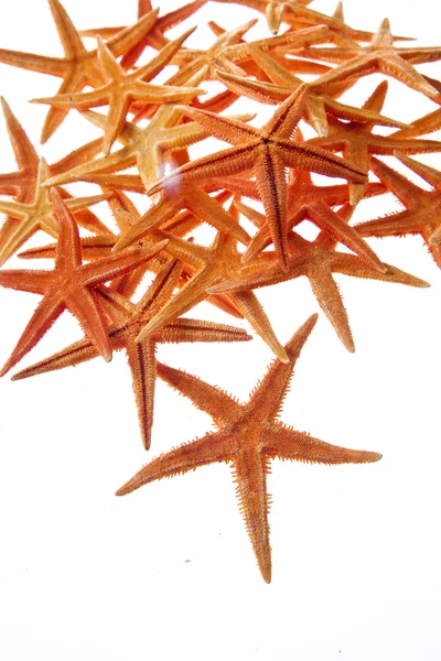 Estrellas de mar aisladas sobre fondo blanco —  Fotos de Stock