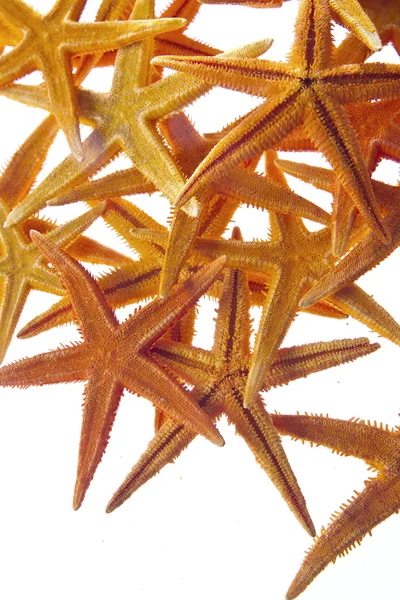 Estrelas-do-mar isoladas sobre fundo branco — Fotografia de Stock