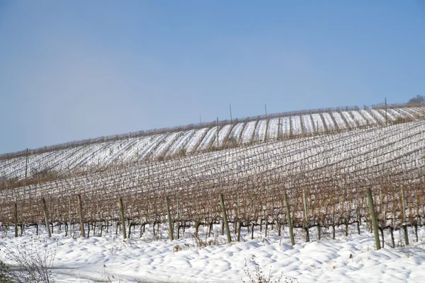Weinberge mit Schnee bedeckt — Stockfoto