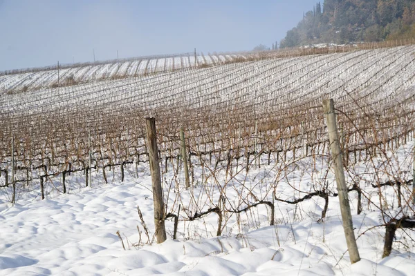 Winnice pokryte śniegiem — Zdjęcie stockowe