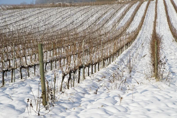 Wijngaarden bedekt met sneeuw — Stockfoto