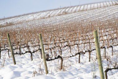 Vineyards covered in snow clipart