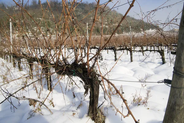 Wijngaarden bedekt met sneeuw — Stockfoto