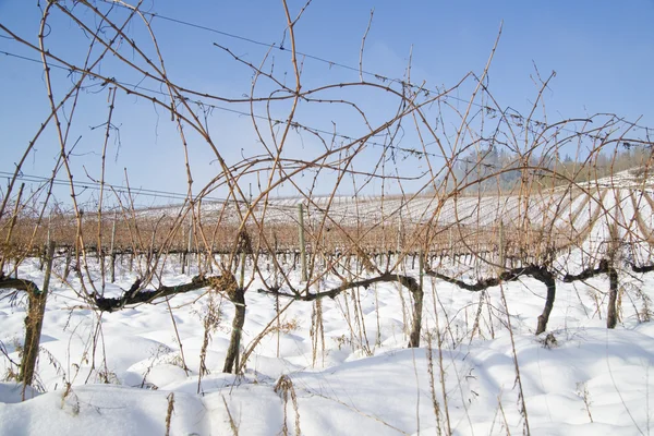 Weinberge mit Schnee bedeckt — Stockfoto