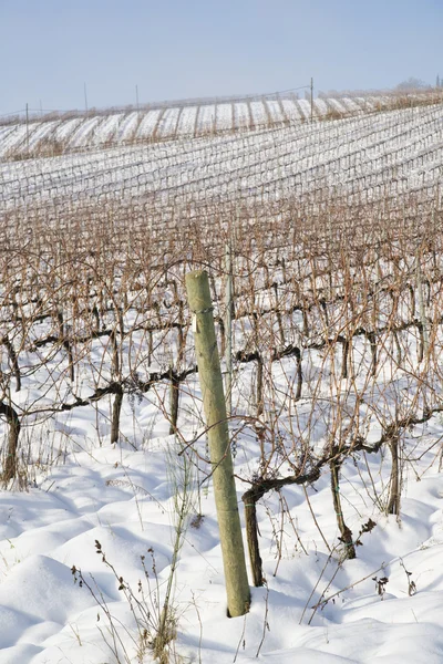 Vignobles couverts de neige — Photo