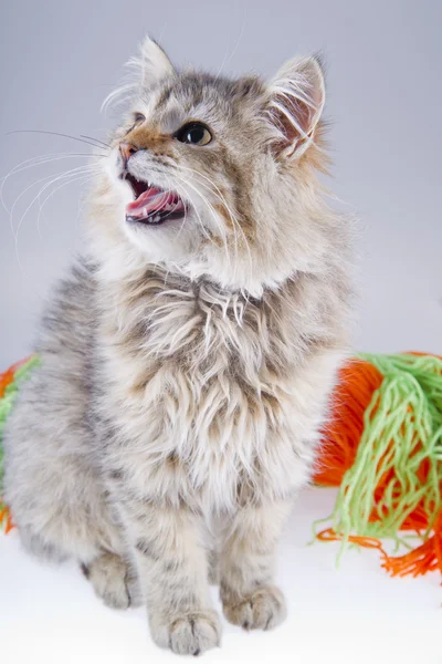 Ładny kot — Zdjęcie stockowe