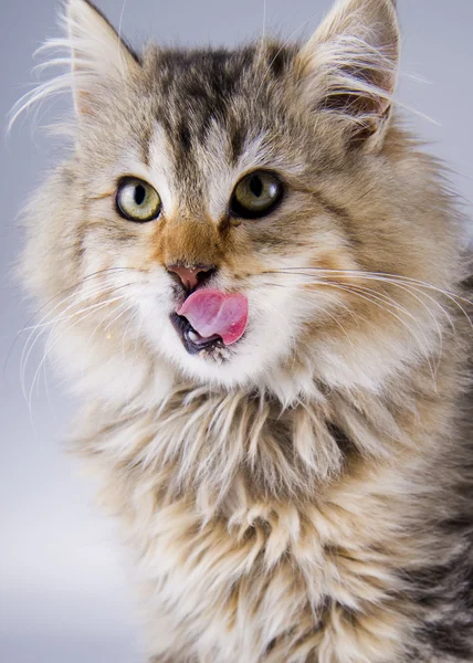 Roztomilá kočka — Stock fotografie