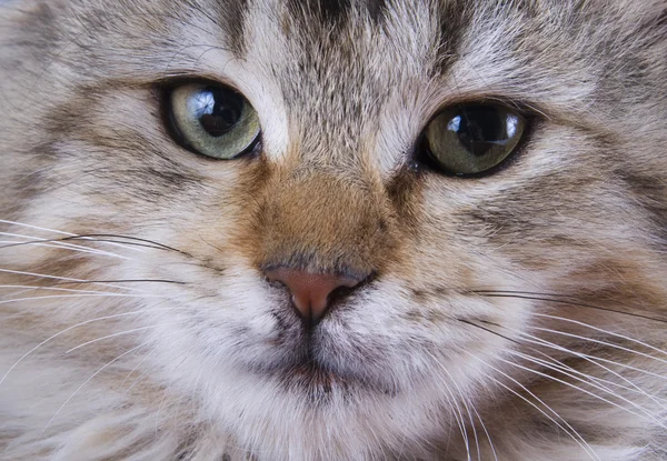 Милая кошка — стоковое фото