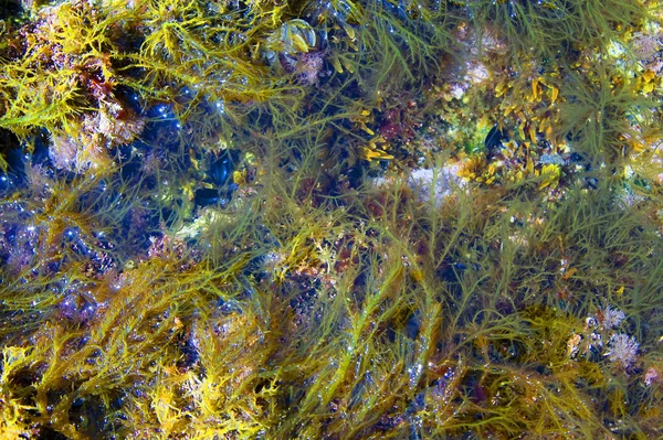 De algas marinas — Foto de Stock