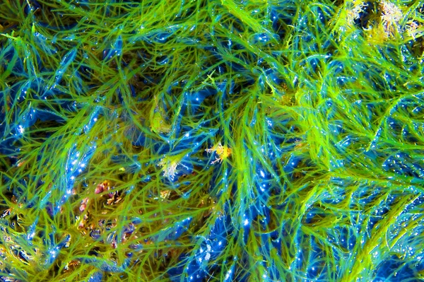 Z alg morskich — Zdjęcie stockowe