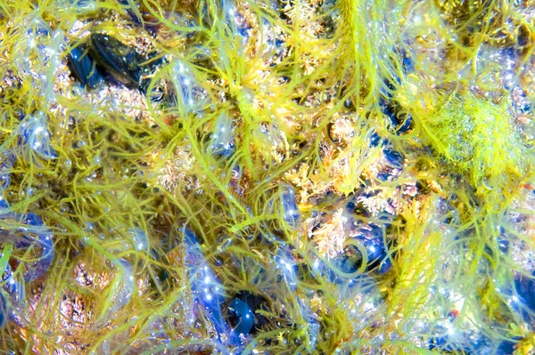 Di alghe marine — Foto Stock