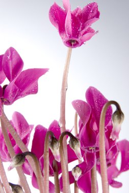 Siklamen pembe çiçekler