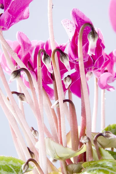 Fiori rosa di ciclamino — Foto Stock