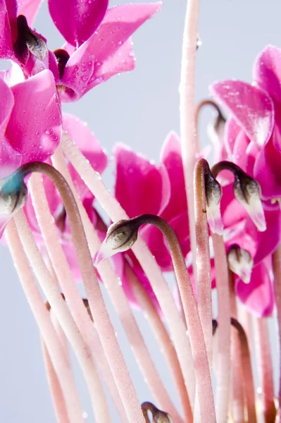 Розовые цветы цикламена — стоковое фото