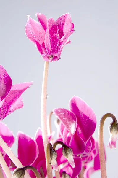 Розовые цветы цикламена — стоковое фото