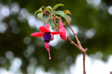 Flor Brinco de Princesa