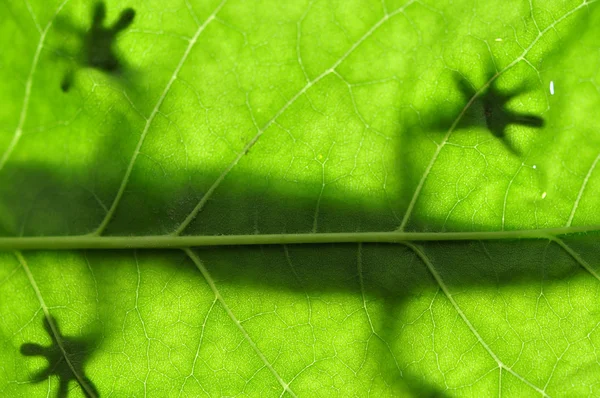 Lizard on Leaf — Stock Photo, Image