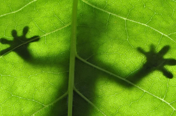 Șopârla pe frunze — Fotografie, imagine de stoc