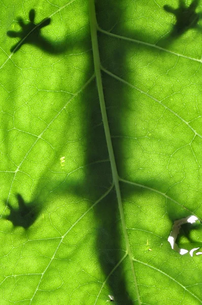 Șopârla pe frunze — Fotografie, imagine de stoc