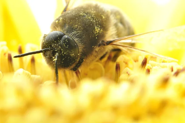 stock image Bee on bright flower