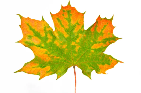 stock image Autum leaf