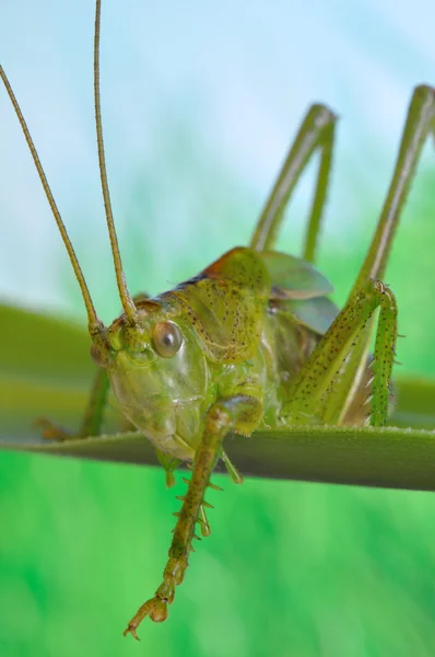 stock image Grasshopper