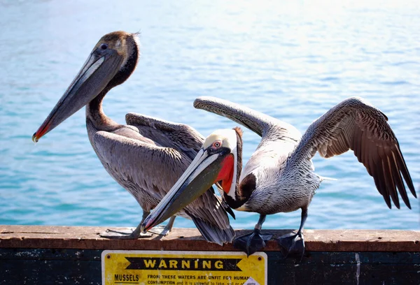 stock image Brown pelicans