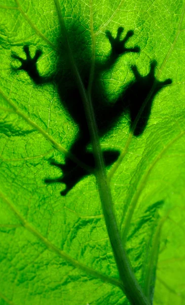 Bir yaprak üzerinde dinlenme kurbağa — Stok fotoğraf
