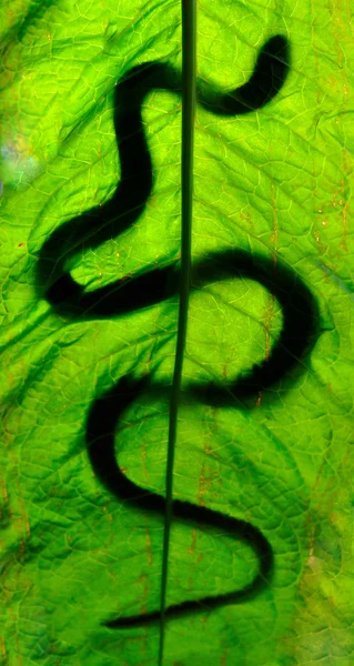 一片树叶上蛇 — 图库照片