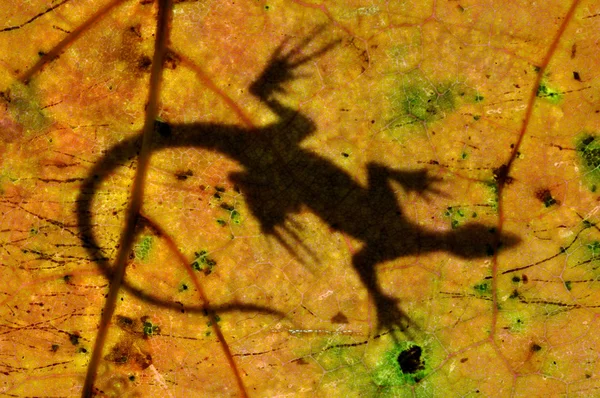 叶上的蜥蜴 — 图库照片