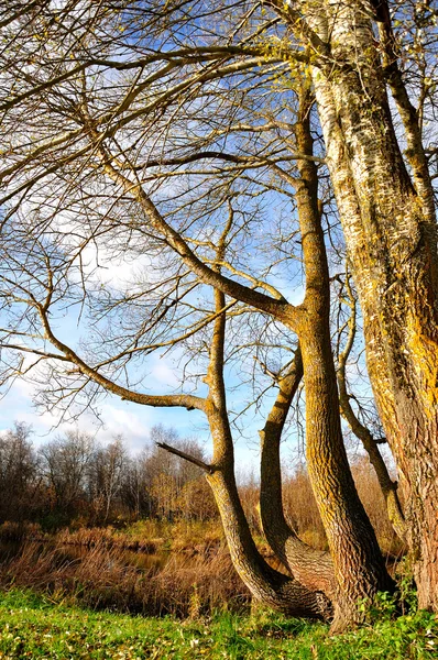 Öreg fák — Stock Fotó