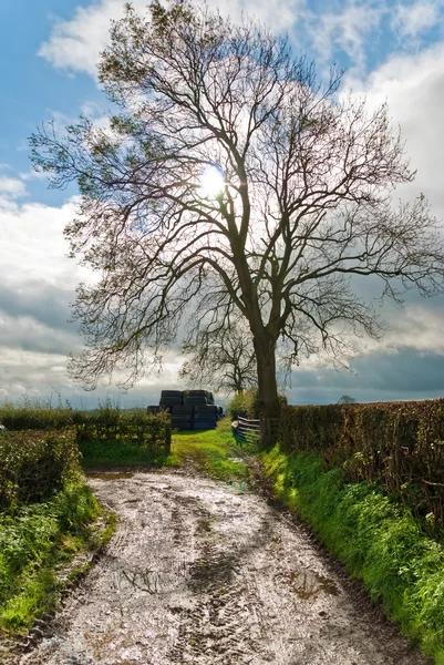 Bare tree on a lane — Stockfoto