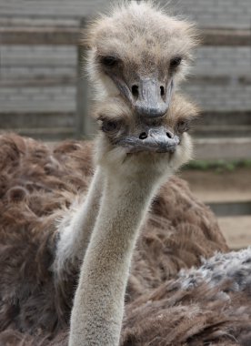 Ostrich couple clipart