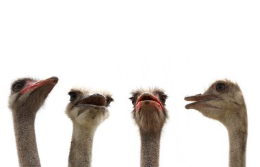 Ostriches isolated clipart