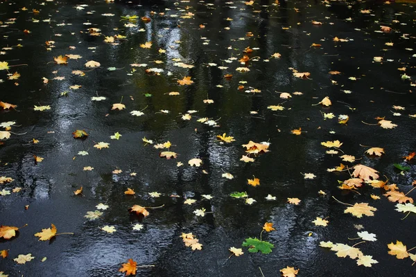 秋天的树叶 — 图库照片
