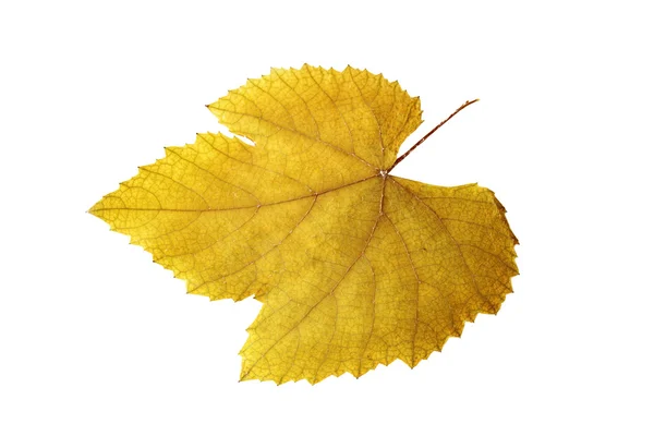 分離した乾燥つるの葉 — ストック写真