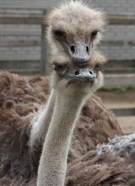 Ostrich couple — Stock Photo, Image