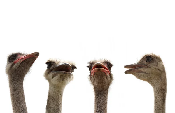 Ostriches isolated — Stock Photo, Image