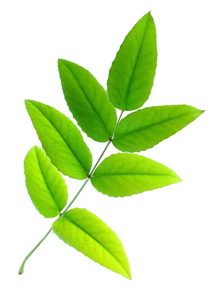 Leuchtend grüne Blätter — Stockfoto