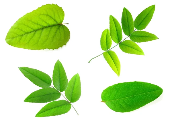 Ярко-зелёные листья — стоковое фото