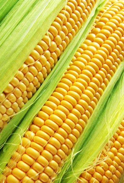 Corn cob Stock Image
