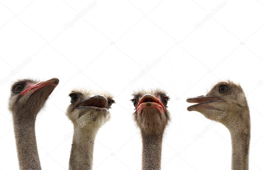 Ostriches isolated