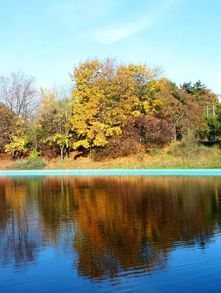 stock image Trees and pond