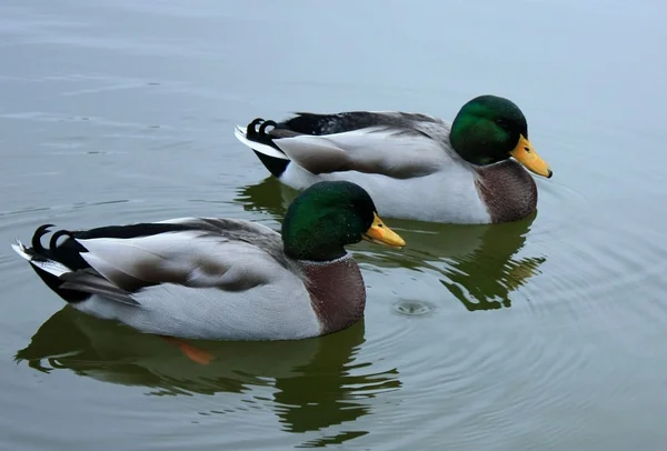 stock image Mated pair of Mallards in water