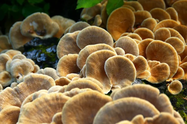 stock image The tree mashrooms