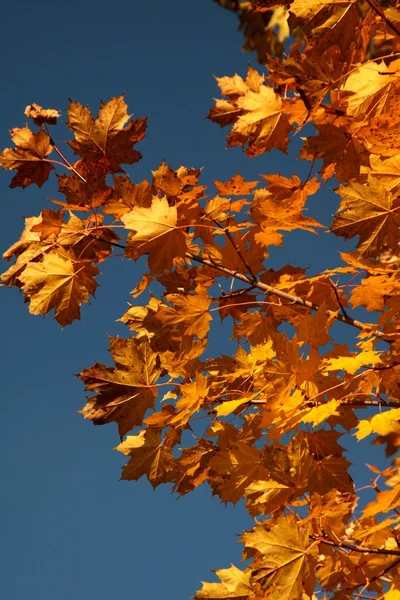 stock image Maple leafs in autumn colors