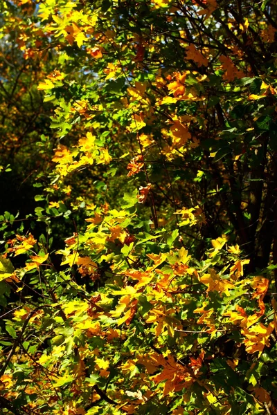 stock image Colored trees