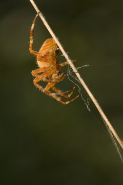 araneus diadematus - kadın