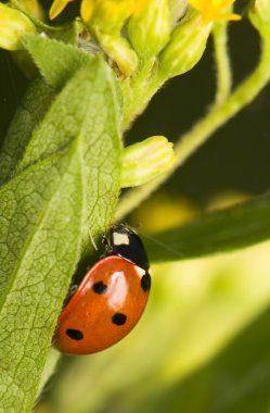 Coccinella septempunctata